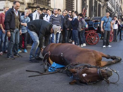 Horse collapses in central Rome