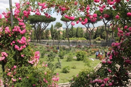Rose gardening lessons in Rome