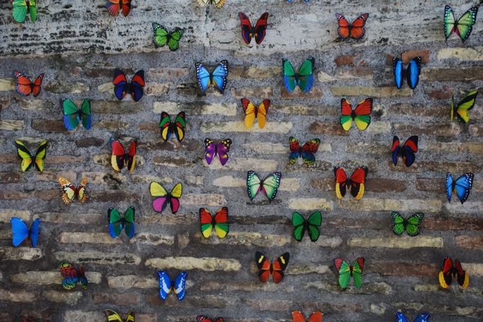 Butterflies on Tiber Island