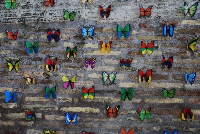 Butterflies on Tiber Island