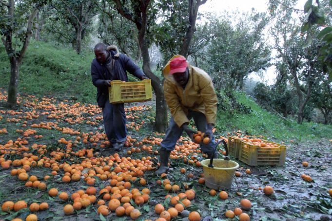 Many immigrants in southern Italy pass the winter picking oranges and other citrus fruits.