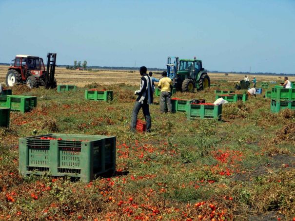 Migrant tomato pickers work long hours for little pay and often live in harsh conditions.