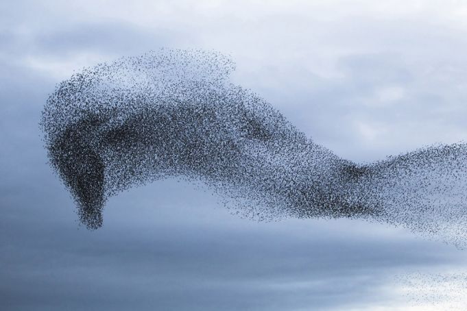 starlings in flight