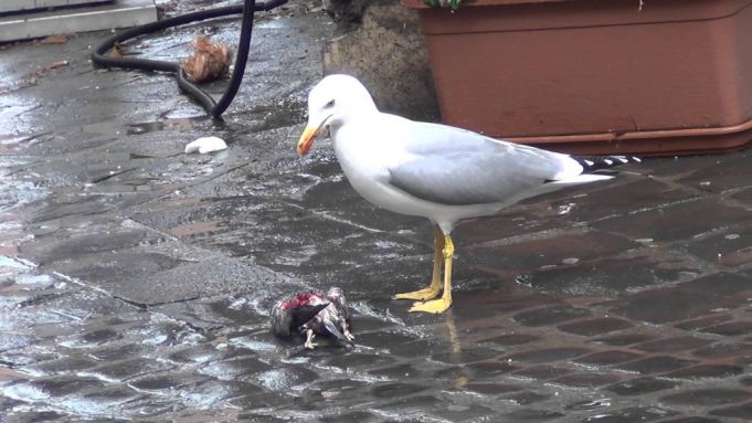 Rome's pigeons are easy prey for the much larger seagulls.