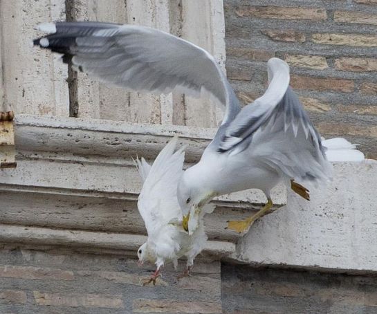 A gull attacks one of the pope's peace doves.