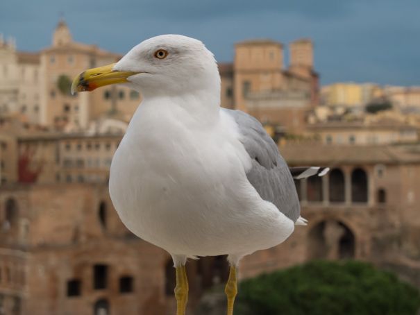 The yellow-legged gull is now a familiar sight in Rome.