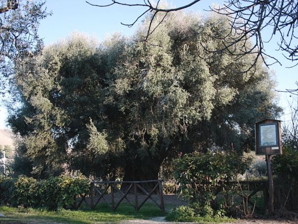 The olive oil tree at Canneto Sabino is believed to be more than 2,000 years old.