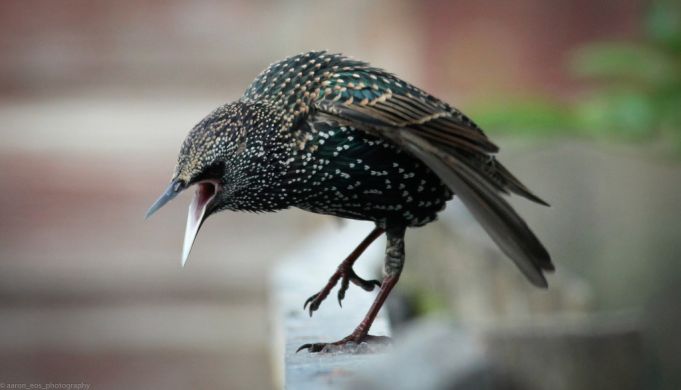 european-starling-aaron-eos-fcc-all