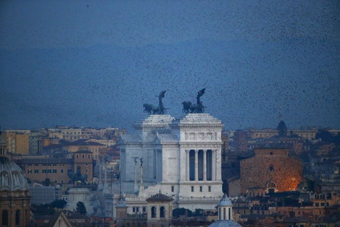 A flock of starlings flies in the dusk sky over Rome, Italy