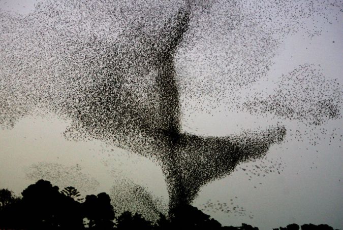 SINTESIS - A large flock of starling bir