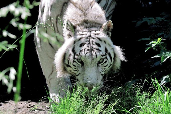 Rome's Bioparco welcomes Bengal Tiger