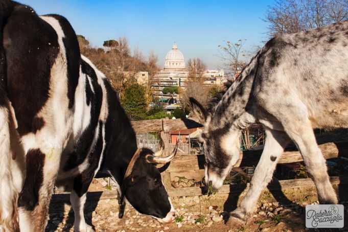 La Fattorietta: Rome's farm for kids