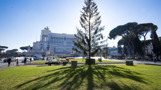 Rome’s ‘mangy’ Christmas tree gets new life
