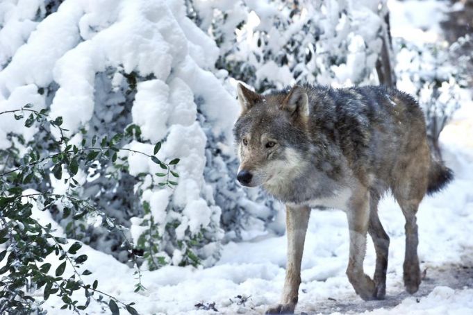 Big freeze at Rome's Bioparco