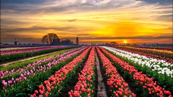 Tulipark becomes Rome's first tulip farm
