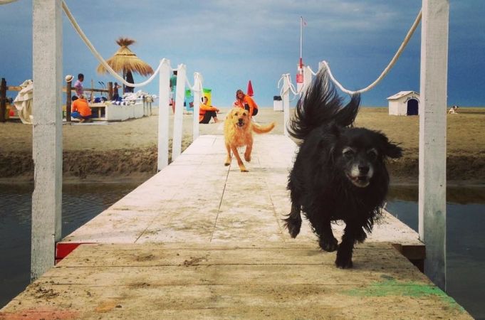 Rome's dog beach reopens for summer