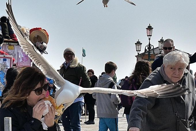 Easter seagull in Venice