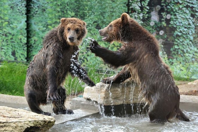 Rome's Bioparco welcomes three brown bear cubs