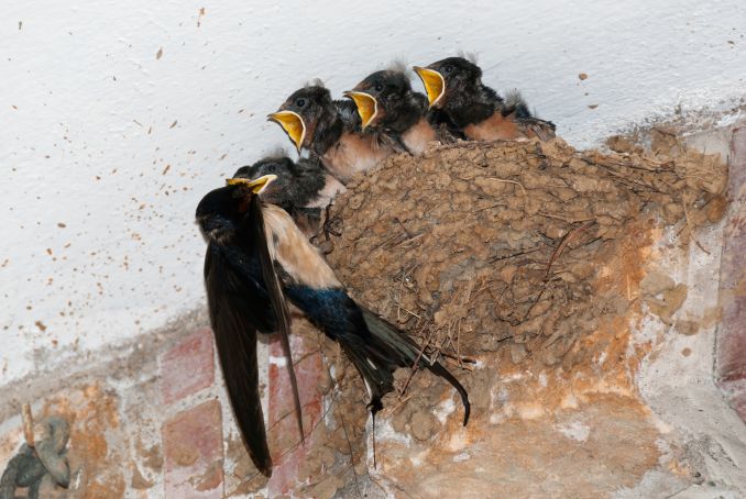 Rome's mosquitoes to be controlled by swallows