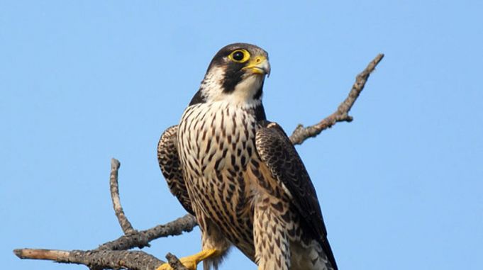 Peregrine Falcons return to Italian skies