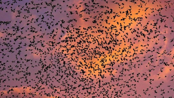 Rome sends in falcons to tackle city's starlings