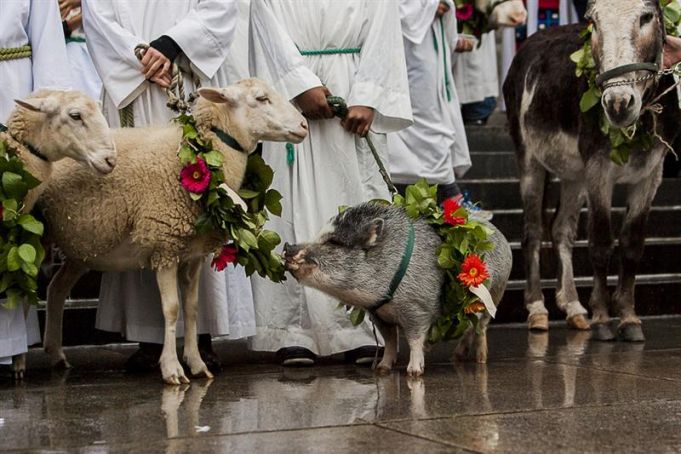 Blessing of the animals ceremony in Rome