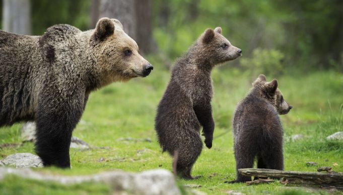 Hope for Italy's brown bear with birth of 11 cubs