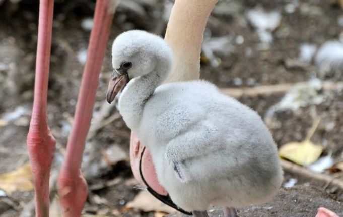 Rome's Bioparco welcomes baby flamingo