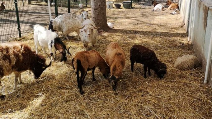 Rome opens children's farm on the Tiber