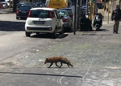 Fox spotted on Via Gregorio VII in Rome