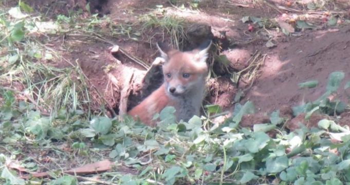 Fox cub on Rome's Nuovo Salario