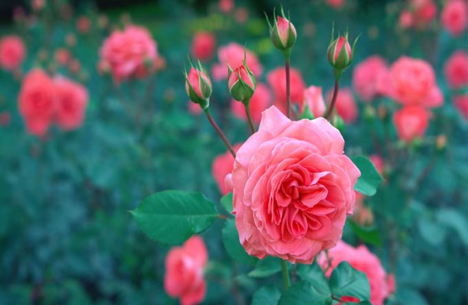 Photo contest for Rome's most beautiful rose