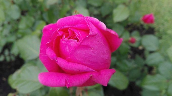 Rome's most beautiful rose