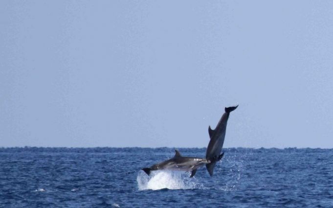 Dolphins jumping off Rome's coast