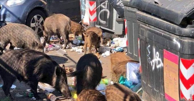 Wild boar cause havoc in Rome suburbs