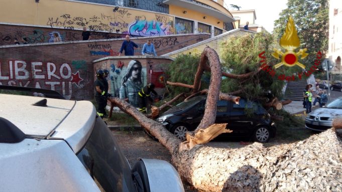 Huge pine tree falls in Garbatella area of Rome