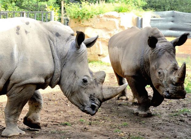 Rome's Bioparco welcomes two white rhinos