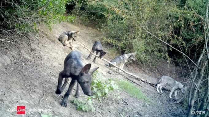 Wolf-dog hybrid cubs in Rome nature reserve