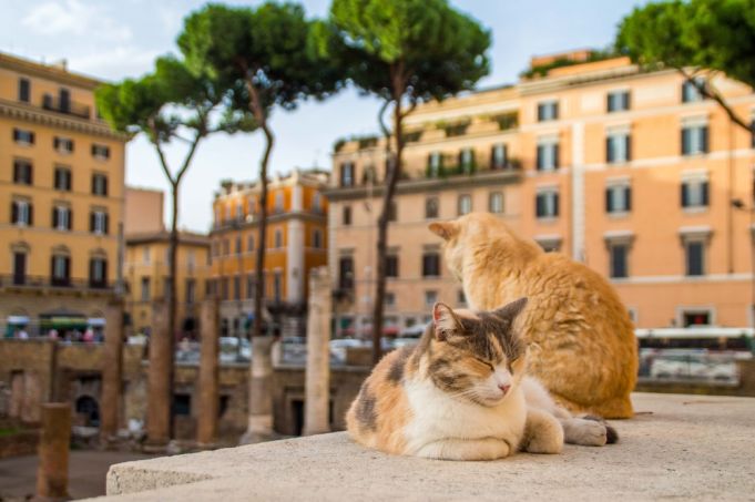 Cats of Rome: How to help Torre Argentina cat sanctuary