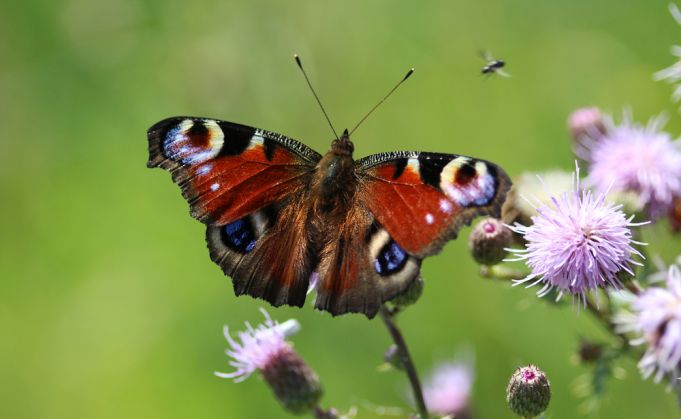 Guide to the butterflies of Rome