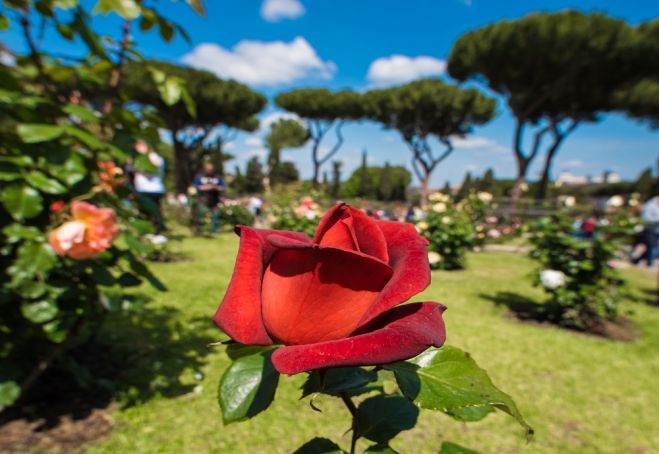 Rome cancels contest for most beautiful rose