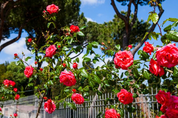 Rome reopens rose garden
