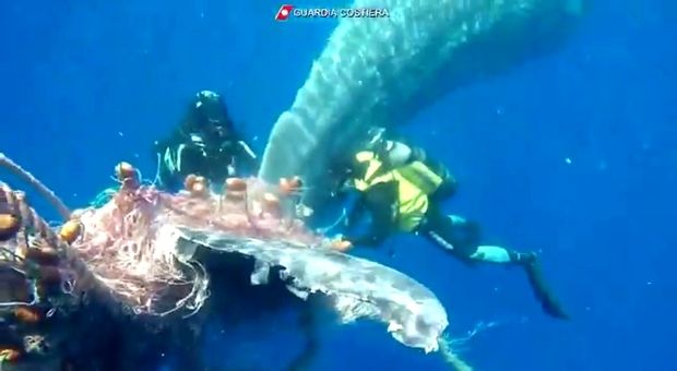 Sperm whale trapped in fishing net off the Aeolian Islands gets rescued by divers