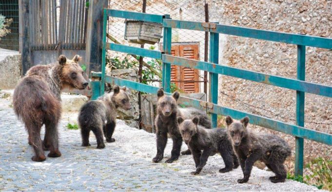 Italy: Family of bears visit Abruzzo village