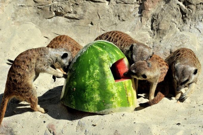 Rome's zoo animals cool off with frozen fruit