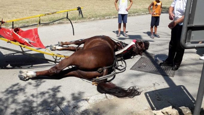 Italy: Horse dies pulling tourists at Royal Palace of Caserta