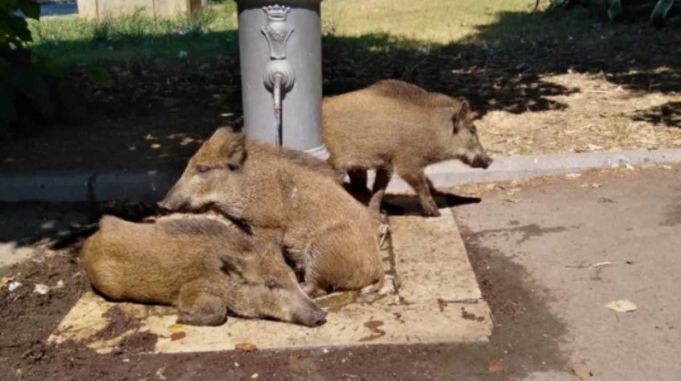 Heatwave: Wild boar cool off under Rome fountain