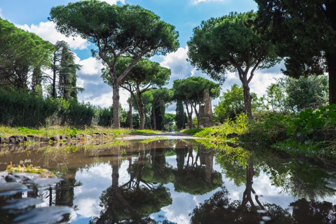 Rome takes steps to save its pine trees from parasite insect