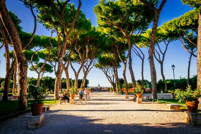 The race to save Rome's pines before it's too late
