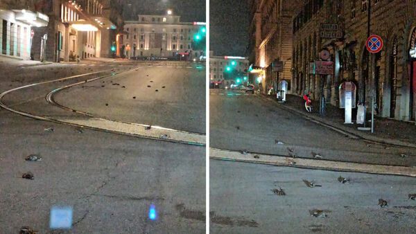 Rome street covered in dead birds after New Year fireworks